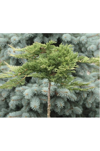 Ялівець горизонтальний Принц Уельський на штамбі